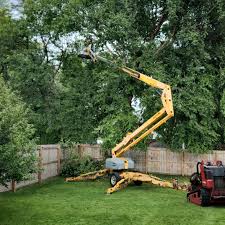 Reliable River Ridge, FL Tree Removal Solutions